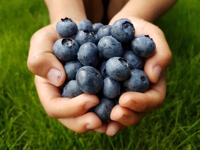 Our Guide To Harvesting Blueberries