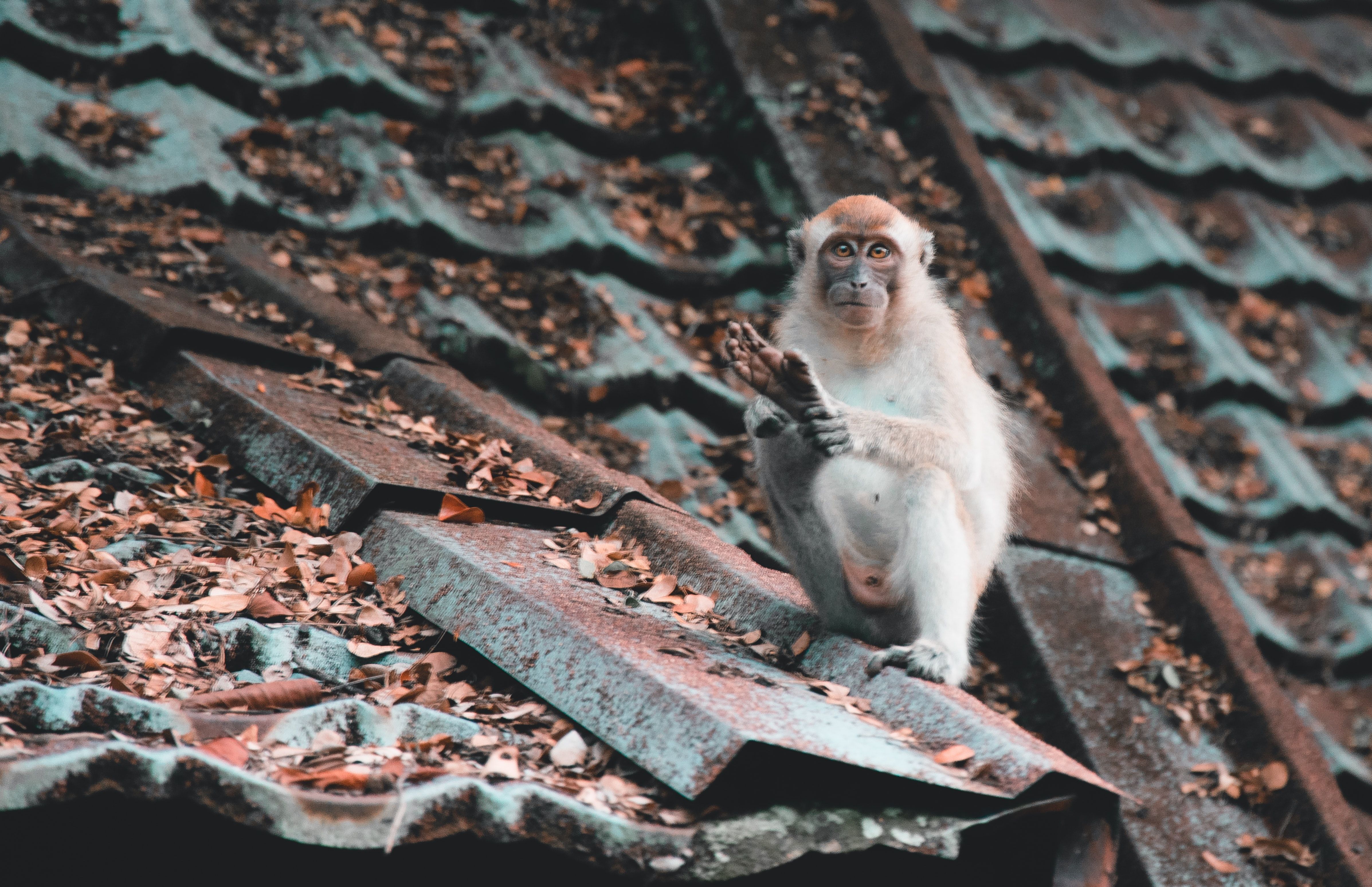 Monkey sitting on the roof covered with leaves