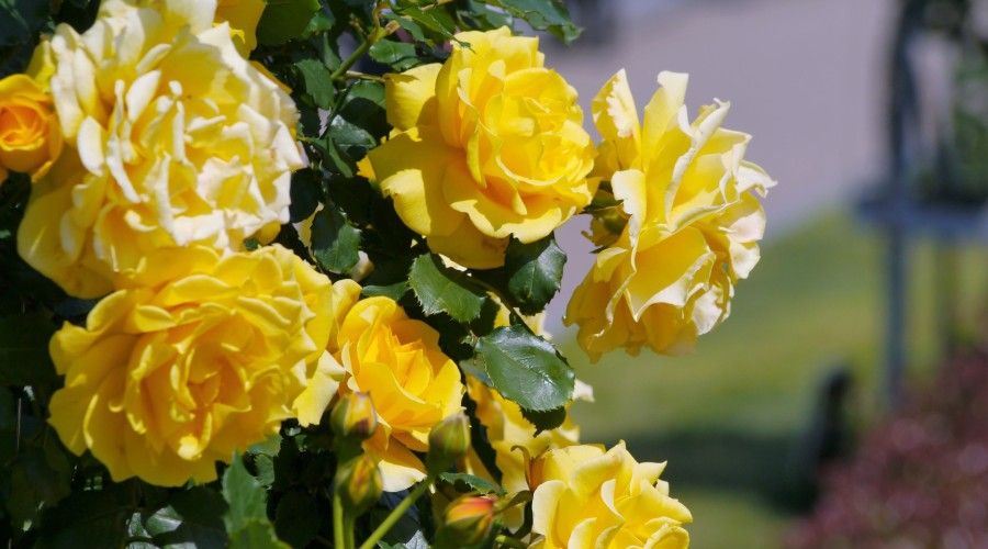 12 Beautiful and Eye-Catching Rose Garden Ideas