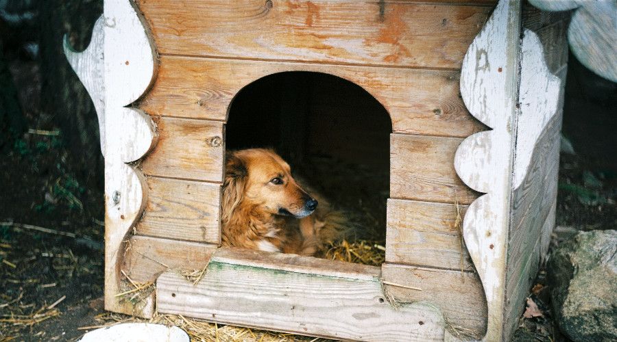 Dog sitting in dog kennel