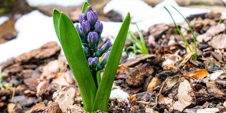 Hyacinth In Mulch 