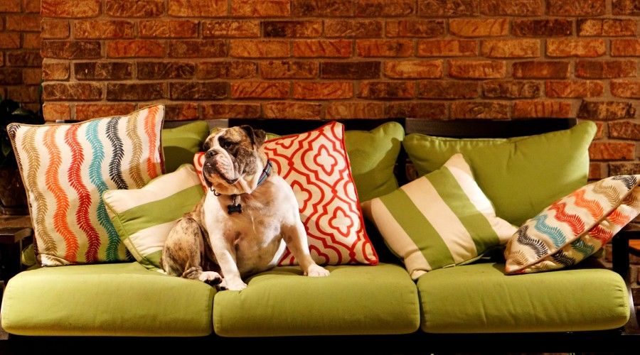 A dog sitting on a lime green couch surrounded by a variety of throw pillows of different colors and patterns