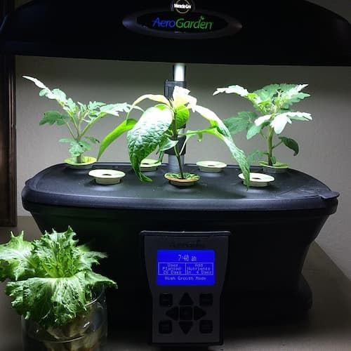 AeroGarden with young plants