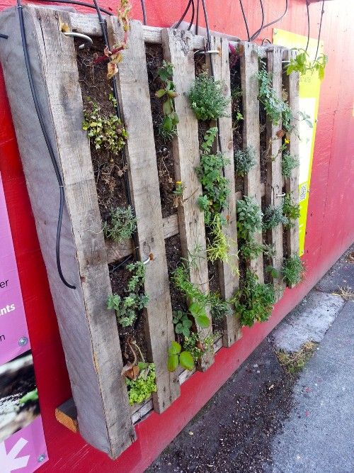 Pallet filled with plants, hanging on red wall