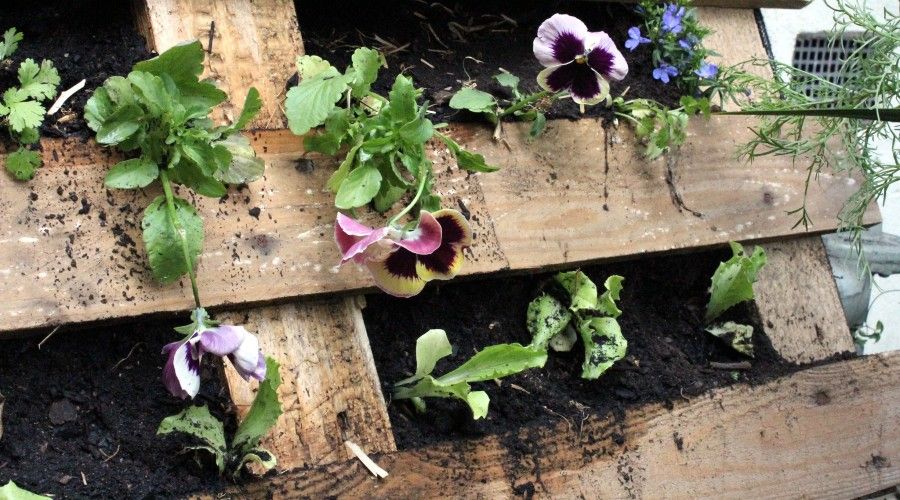 Pansies growing inside a pallet, hung on the wall
