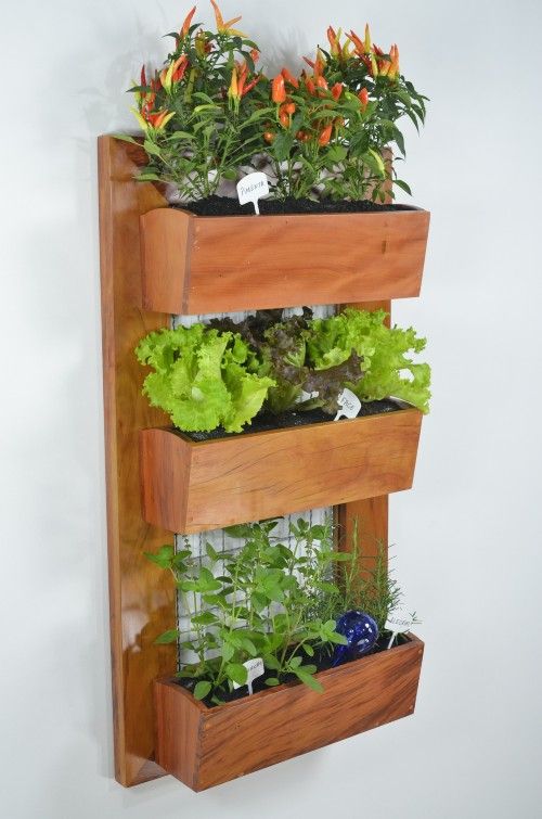 Lettuce and other plants growing in small hanging garden boxes