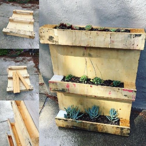 Succulents growing in a pallet wood planter