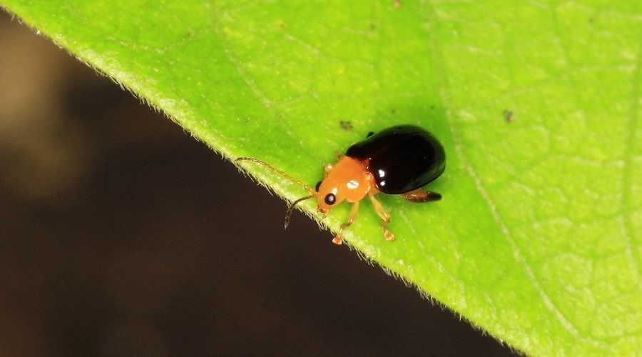 flea beetle on a leaf