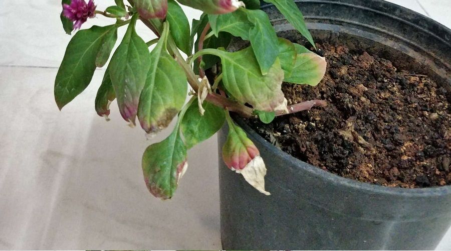 improper watering makes leaves yellow