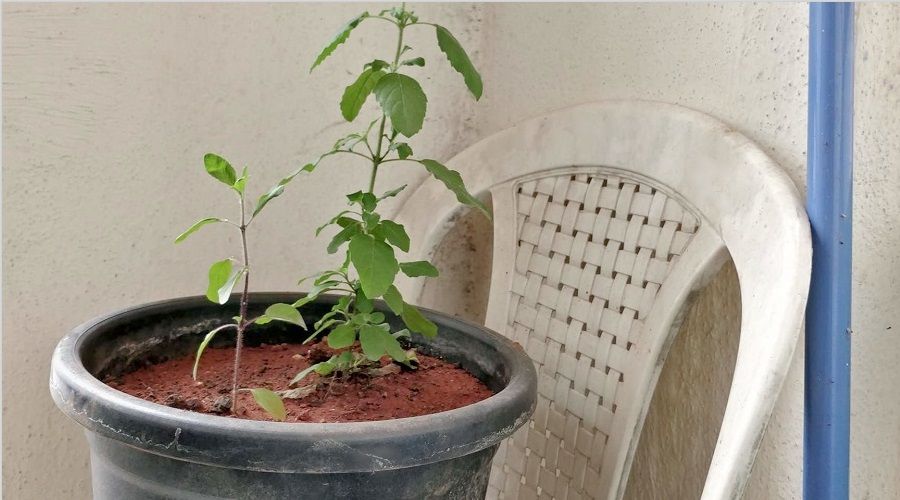 plant drooping from transplant shock