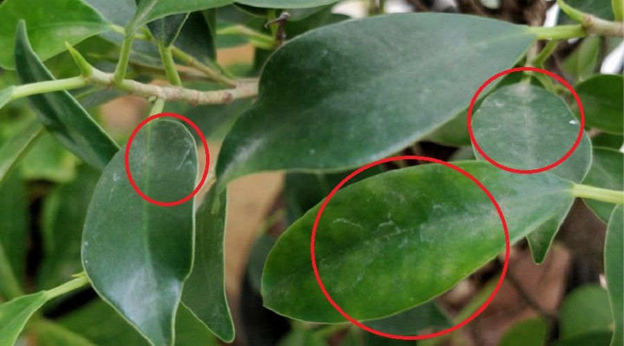 dust buildup can cause droopy plants