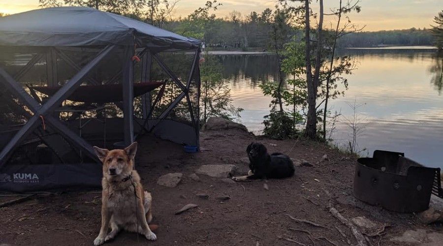 two dogs sitting outside of a screen shelter by a lake