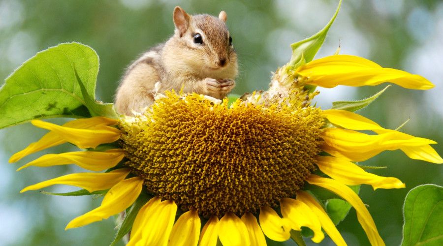Chipmunk sitting on top of sunflower head, eating seeds