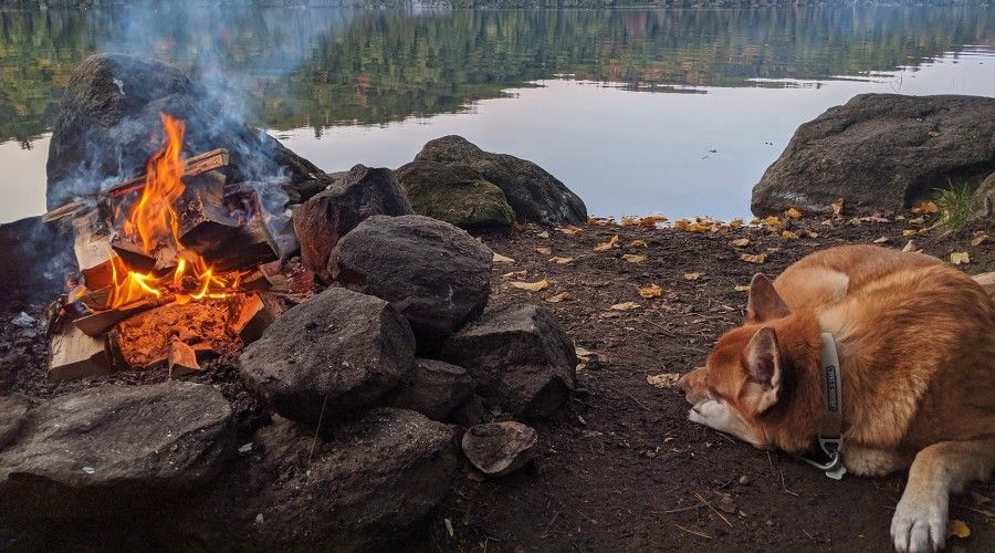a dog laying next to a campfire