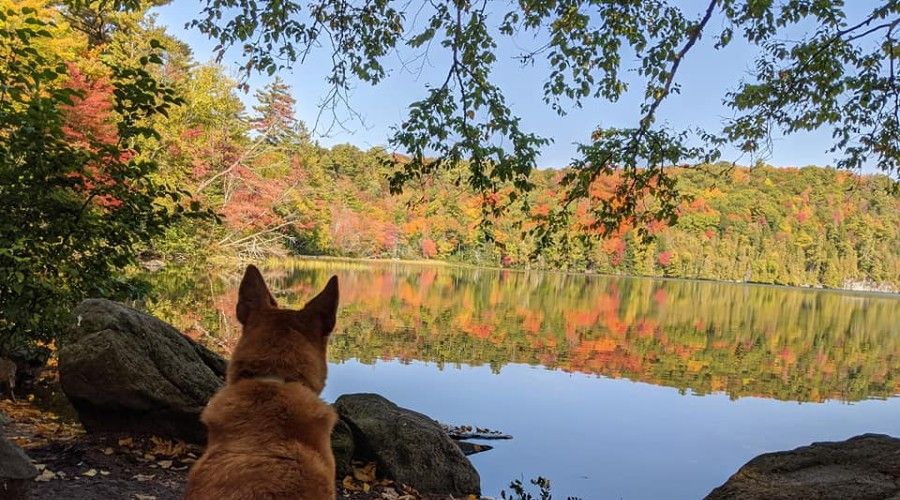 a dog sitting by the waterfront with fall colors in the distance
