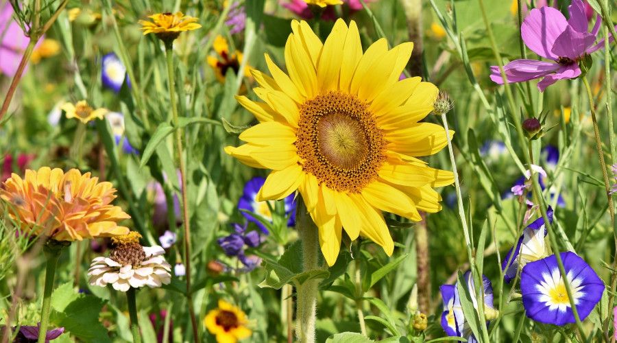 sunflower in a field with many other colorful blooms