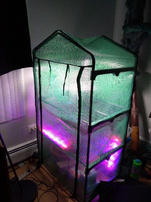 Indoor greenhouse, lit up with green, purple, and pink lights on inside