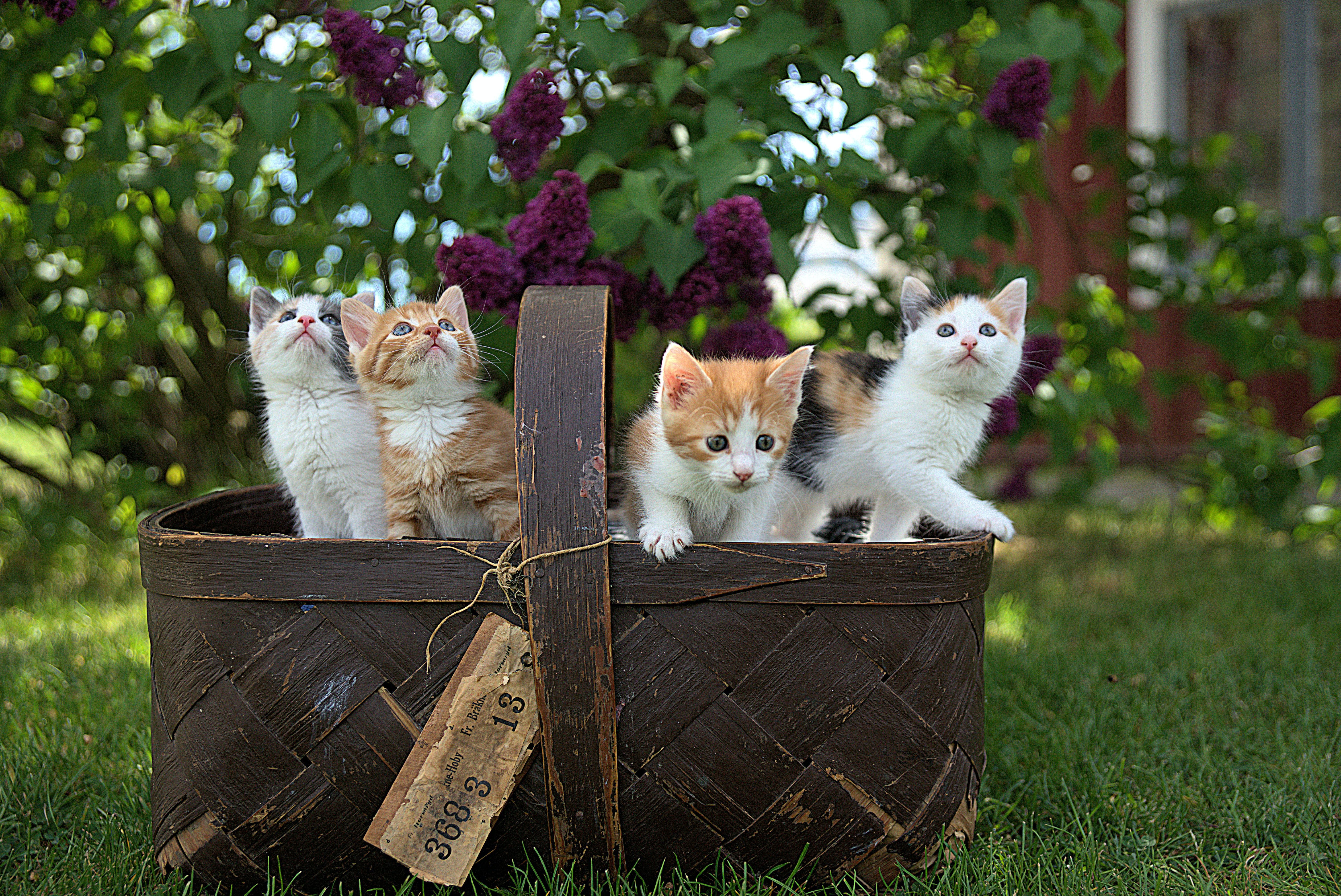 Four small cats sitting in the wooden basket outside