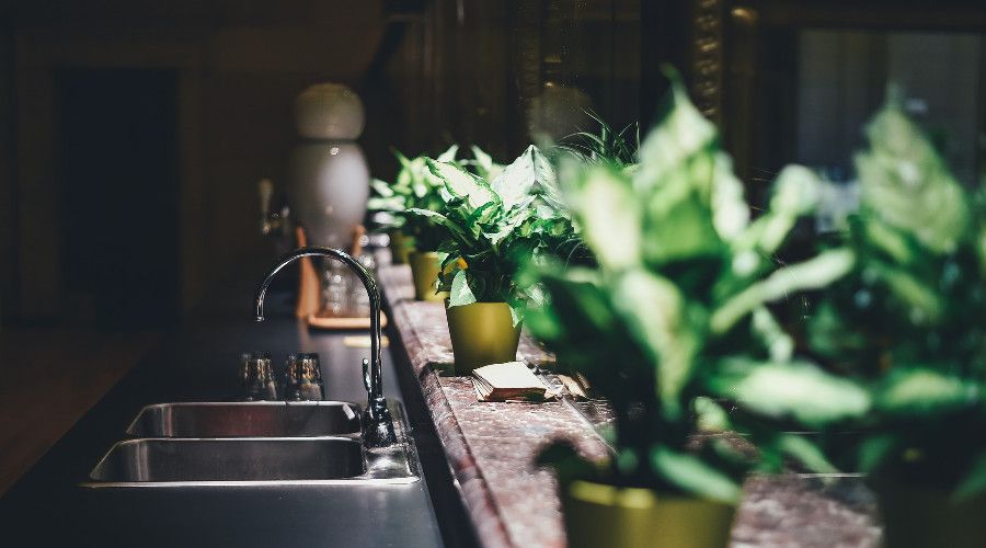 Plants on a kitchen counter top