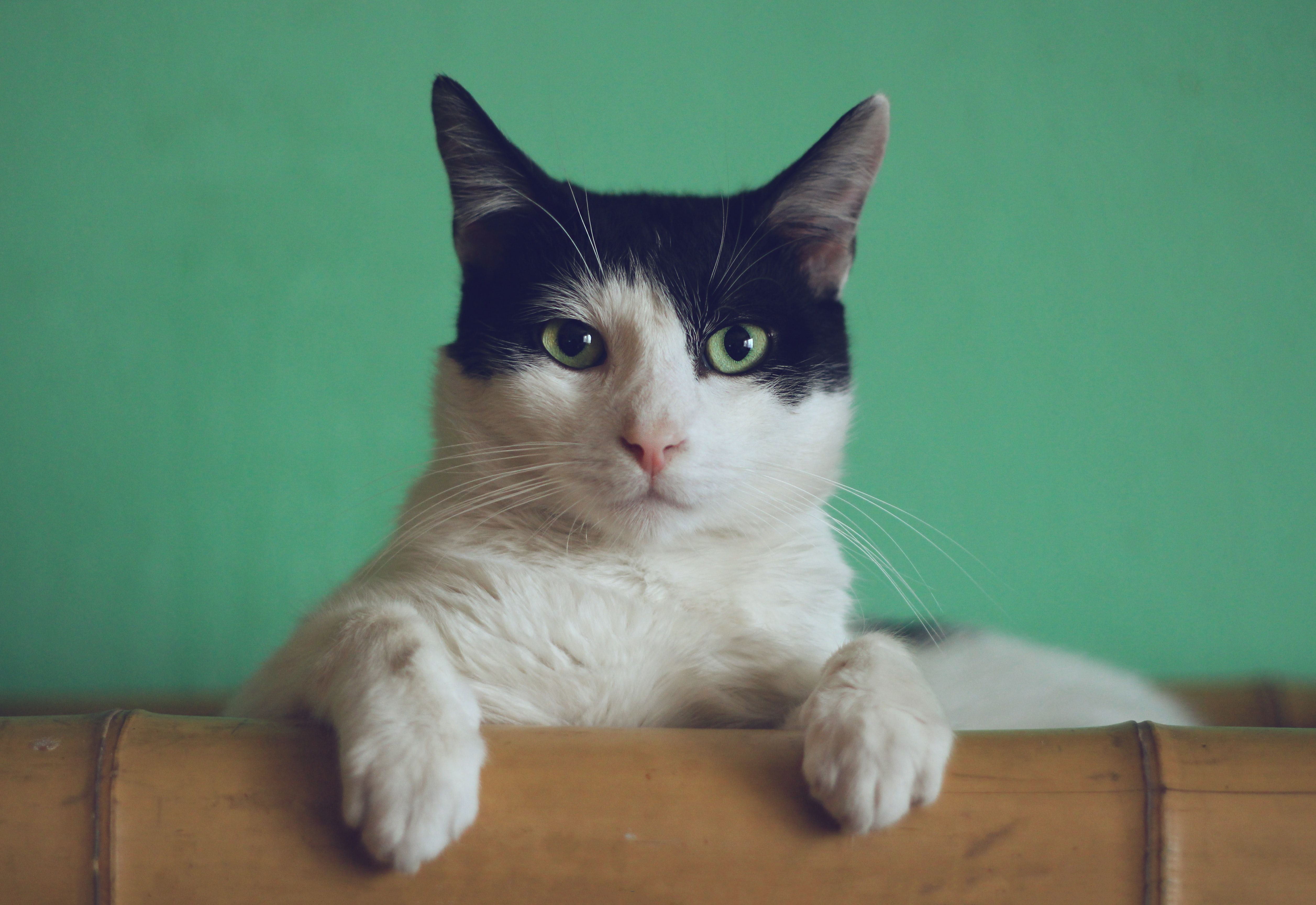 A white and black cat with green eyes looking at the camera