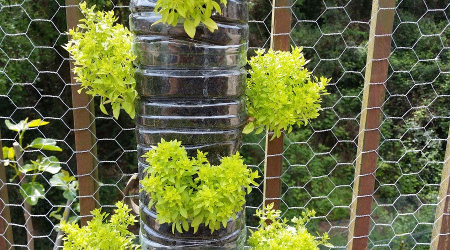 Plants growing out of recycled plastic bottle on chicken wire fence
