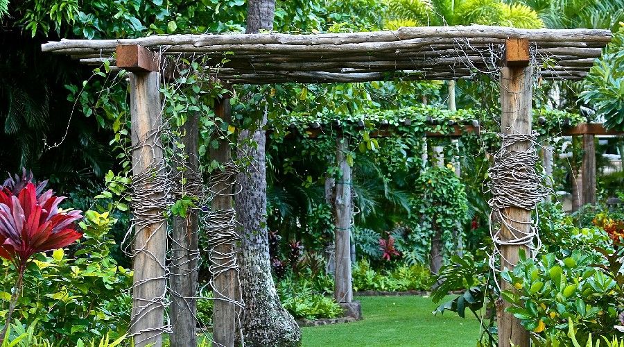 Rustic pergolas made of reclaimed wood, covered in vines