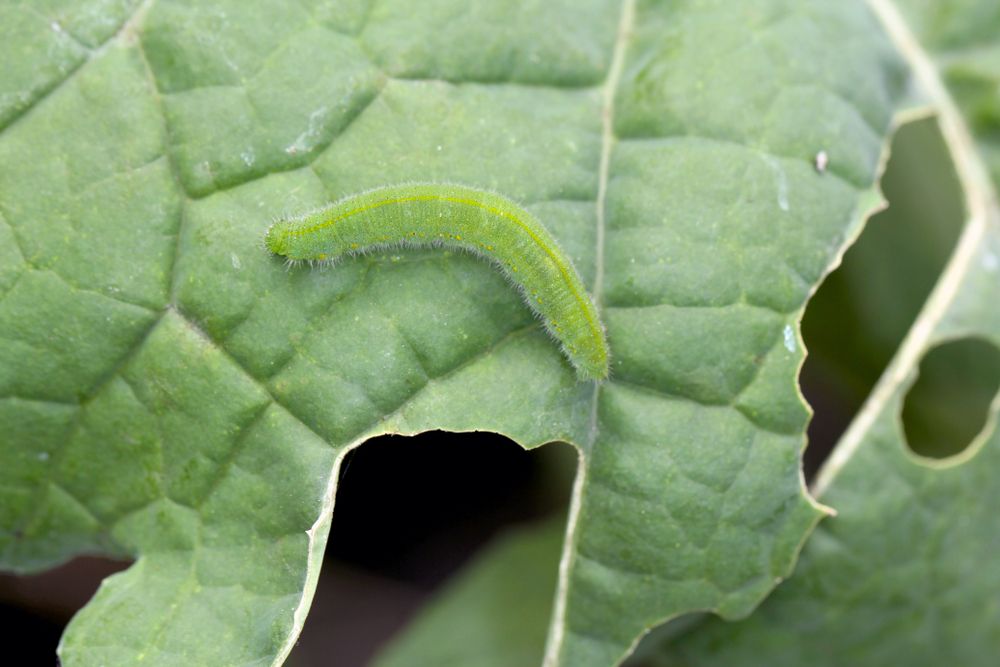 caterpillar damage on cabbage leaf