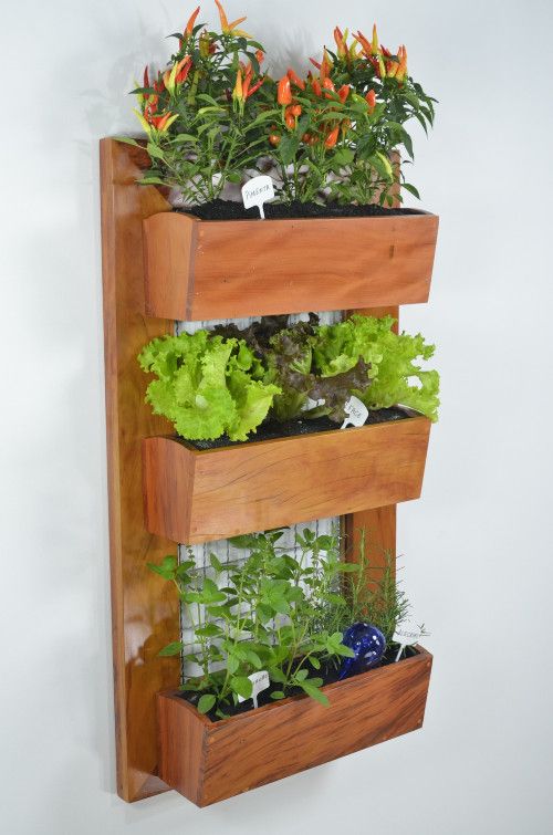 Plants growing in simple wooden box wall garden