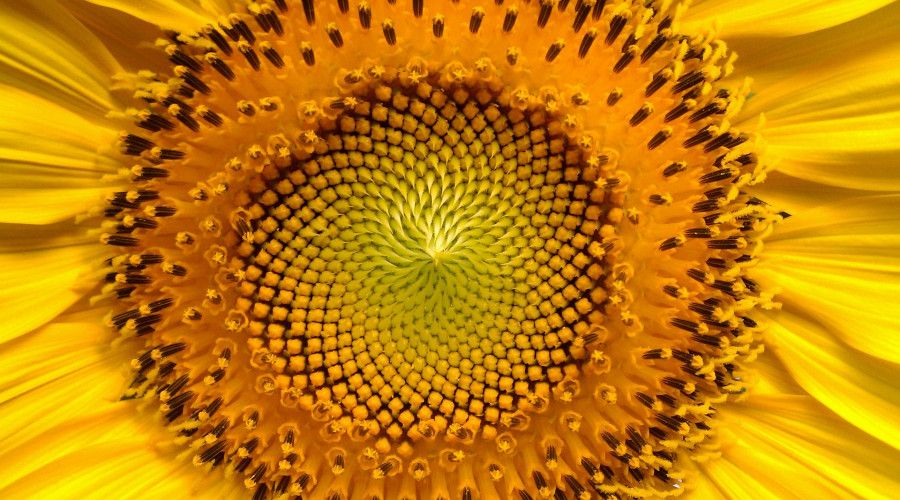 Close-up of sunflower head