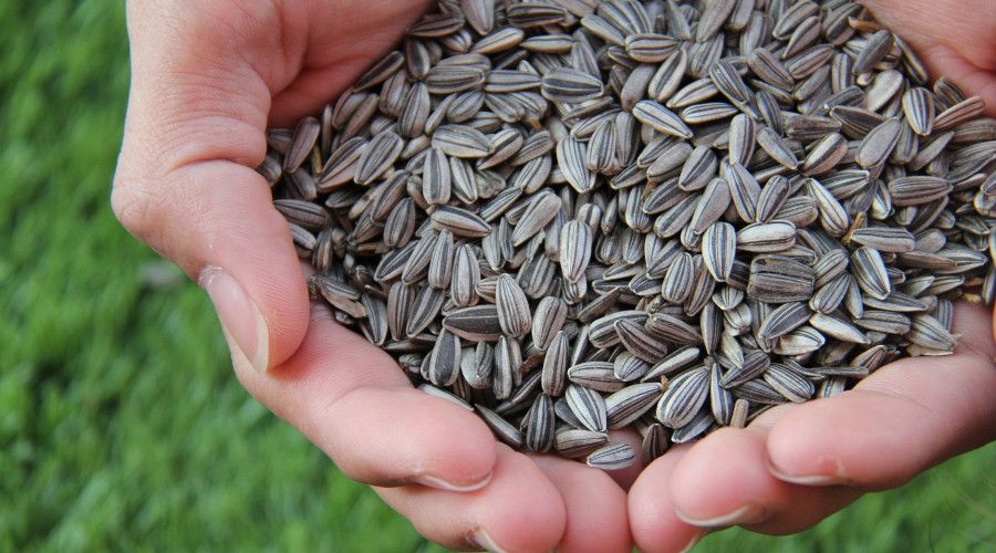 human hands cupped, holding sunflower seeds