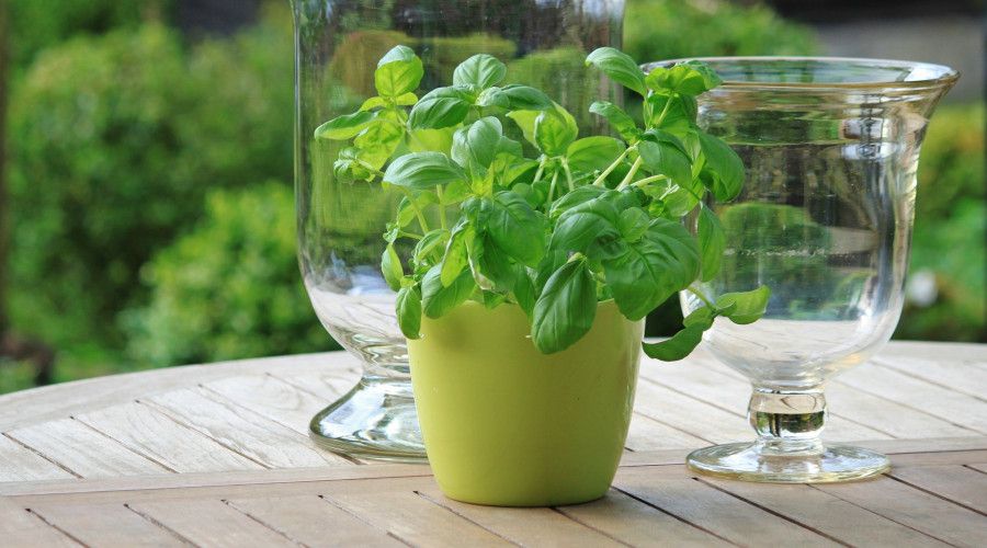 Herbs growing in pot on table top with 2 clear glass jars behind