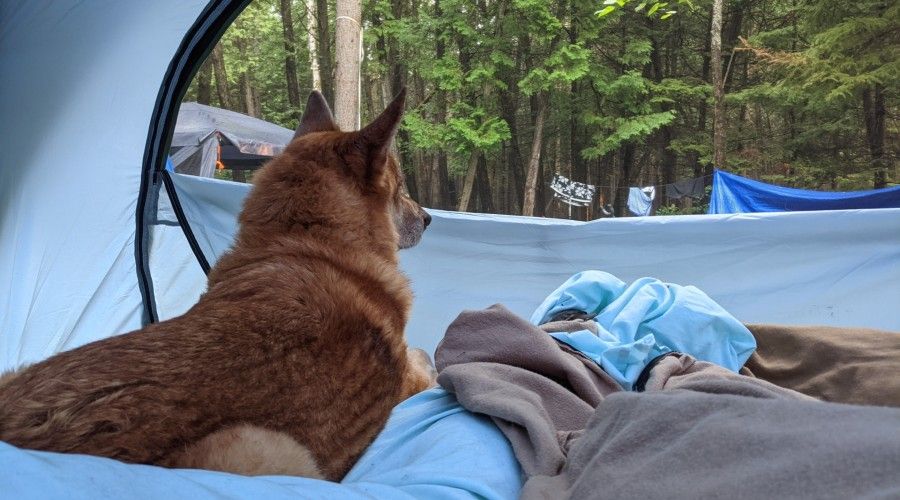 dog laying in tent, looking out window to campsite
