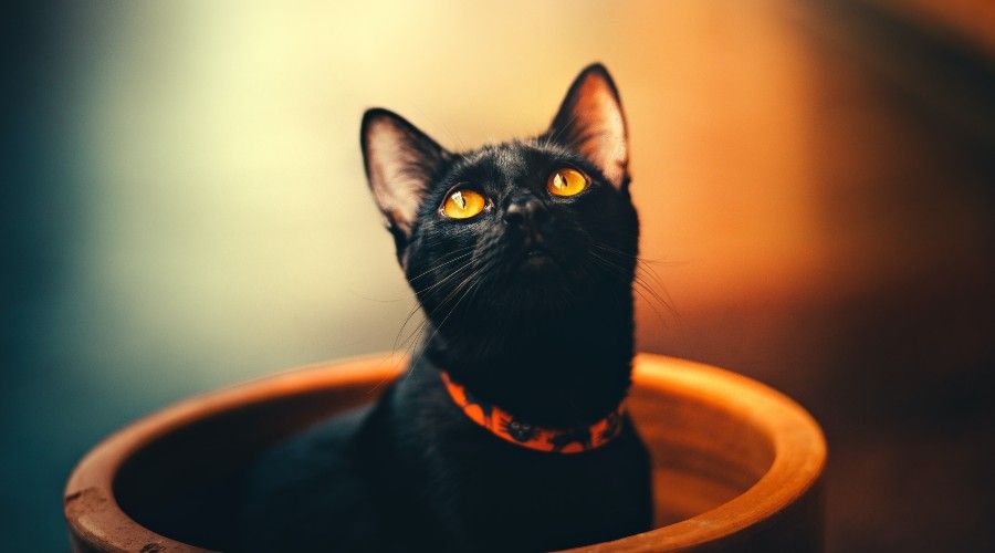 Black cat sitting in an orange flowerpot