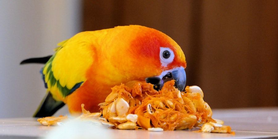 Orange parrot eating pumpkin seeds 