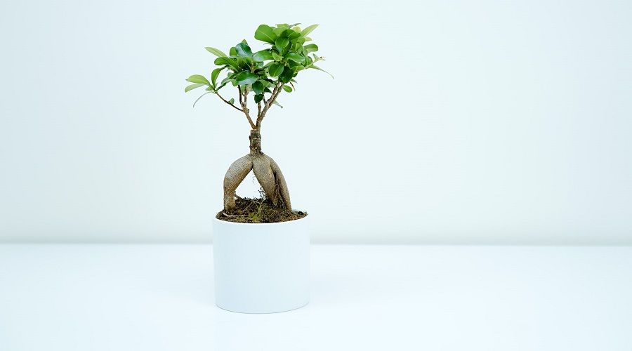 Placing your bonsai tree