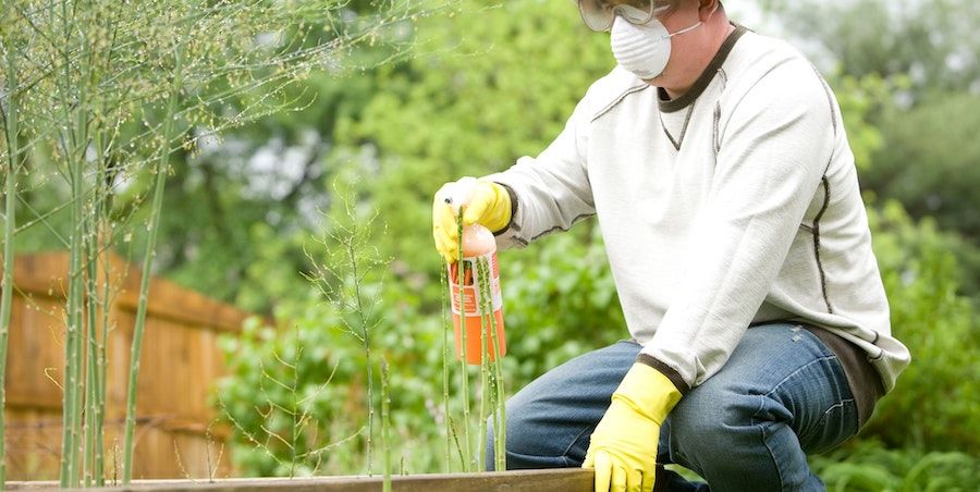Man in PPE fertilizing plants