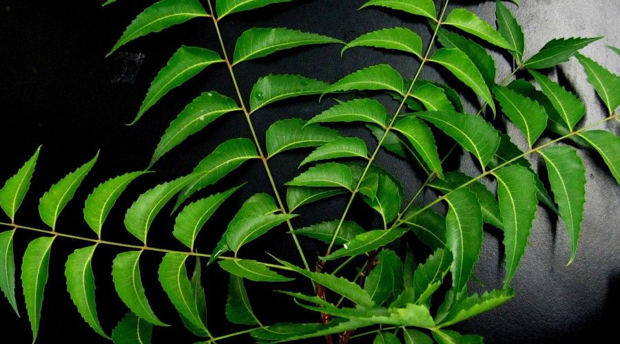 neem leaves on black background