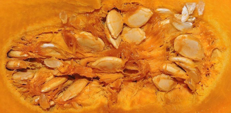 Close up of pumpkin guts 