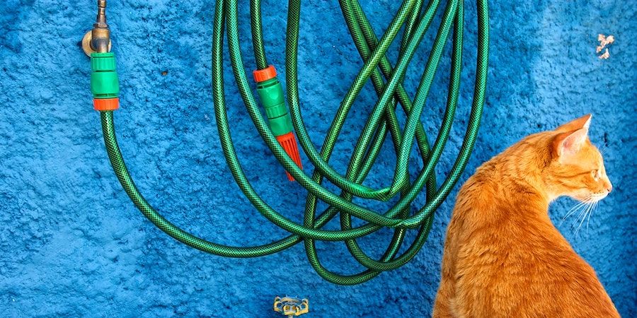 Orange cat and green garden hose against blue wall 