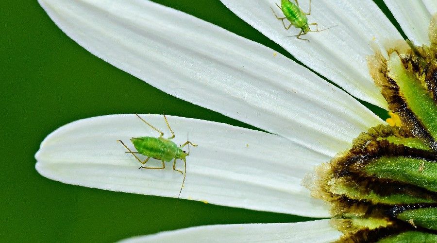 green aphids on a white flower
