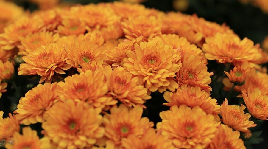 Chrysanthemum ‘Apricot Enbee Wedding/ Bronze Enbee Wedding’