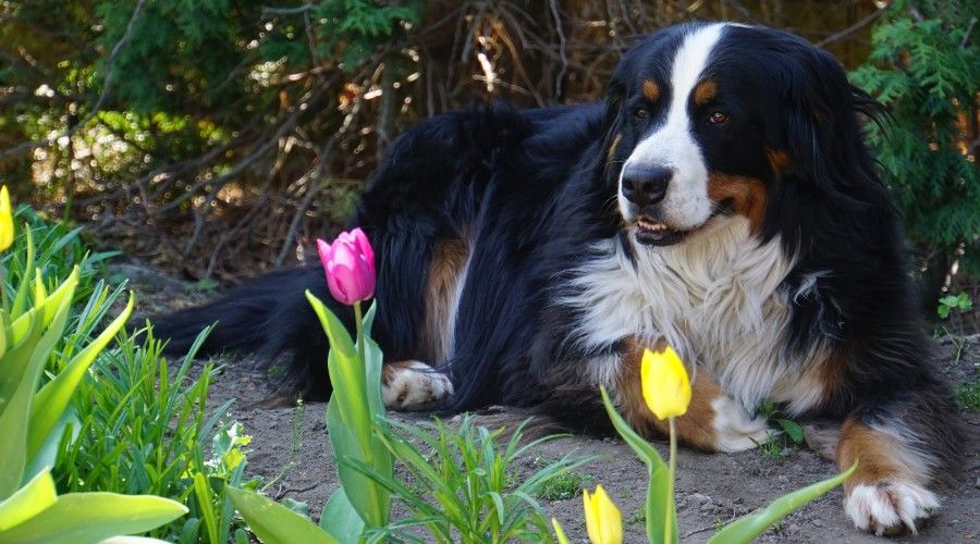 Burnese Mountain Dog laying on the ground in front of a garden space