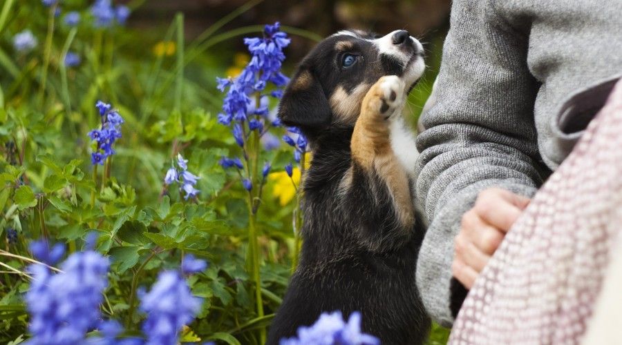 black, brown and white puppy sitting in a garden space, pawing at a person