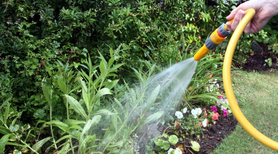 a person watering the garden with a yellow garden hose