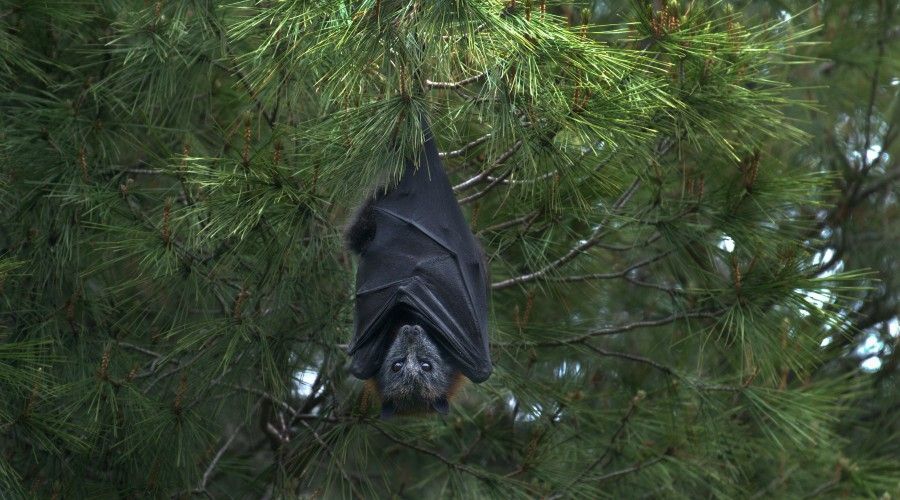 Fruit bat hanging upside down in pine tree