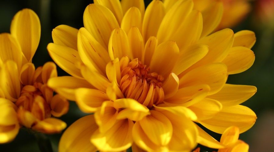 Closeup of yellow chrysanthemum