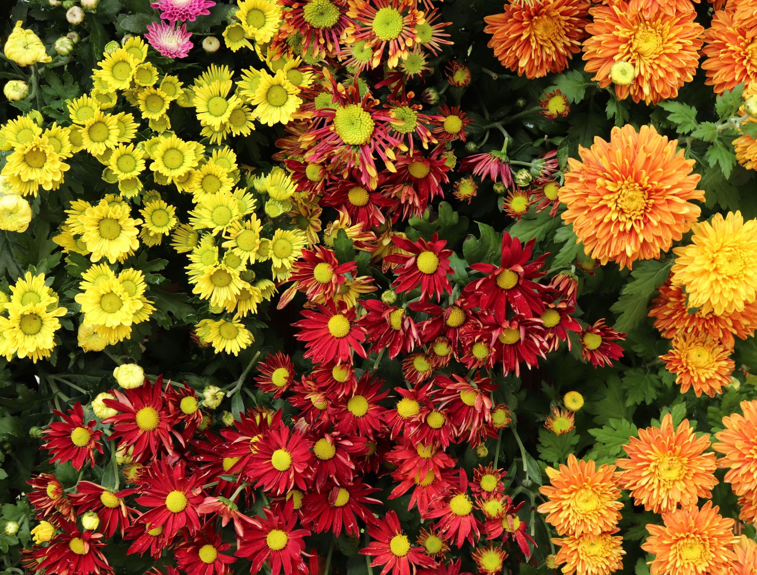 Different chrysanthemum types sometimes also called mums or chrysanths