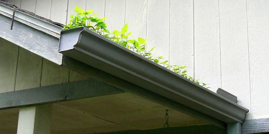 Vegetation growing in a roof gutter 