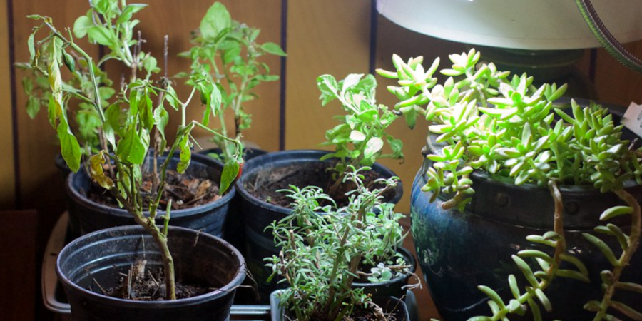 Indoor Garden Under Grow Light