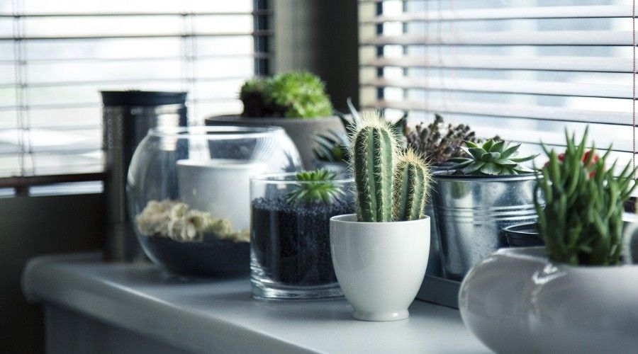 collection of plants in ceramic, glass and metal pots